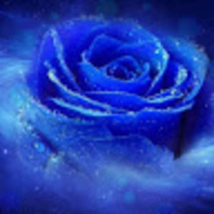 Meet your Posher, Gracie